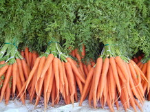Морковь сортов «Шантане», «Каротель», «Фэнси»  ИП Альмахов