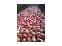 Яблоки из Молдавии SABCOB