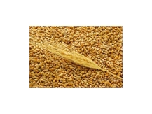 Пшеница мягкая 3 класс
