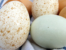 Индюшачьи Яйца