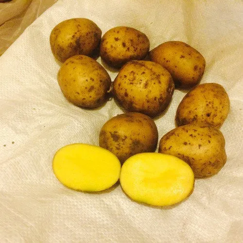 Фотография продукта Семенной картофель сорт гала-iii репр