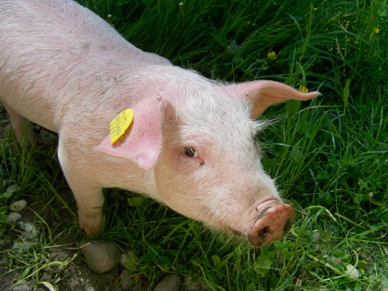 Минск: поставки продукции свиноводства из ряда регионов РФ запрещены из-за АЧС