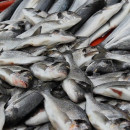«Холодильники забиты минтаем»: как действия Китая снижают цены на рыбу в Москве