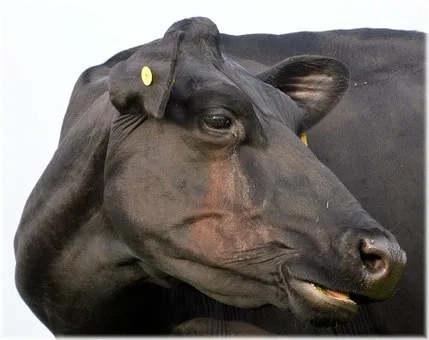 Драйверы роста производства мяса КРС в Орловской области