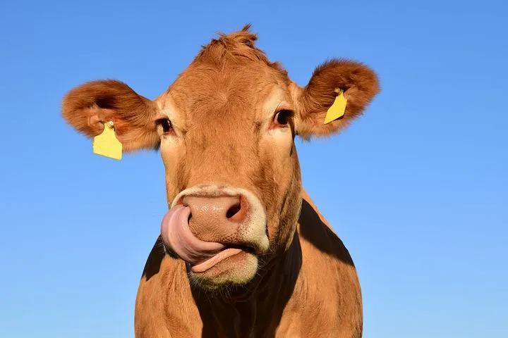 «Южуралкондитер» будет отдавать отходы производства на корм сельскохозяйственным животным