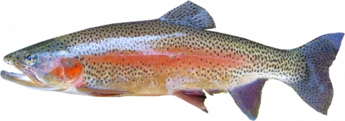 Может ли уральская форель заменить дефицитный лосось