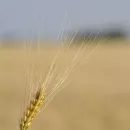 Россия может не достичь запланированного показателя по урожаю зерна