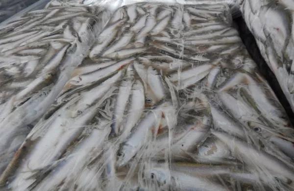 Под контролем Управления Россельхознадзора с территории Псковской области на экспорт отправлено 469 партий продукции животного происхождения