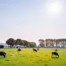 За 10 месяцев производство мяса в Курганской области сократилось на 11,9%
