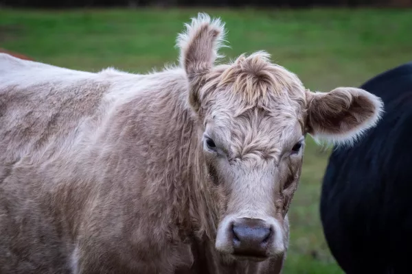 Минсельхоз РФ: В Кабардино-Балкарии увеличилось производство молока, мяса и яиц