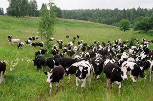 Фотография продукта Крс оптом.быки телки коровы нетели бычки