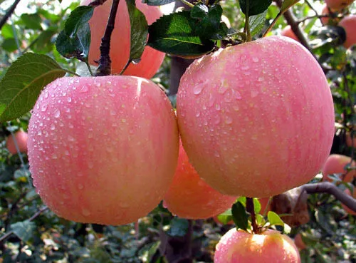 фотография продукта Продаем яблоко, груша, виногад,....