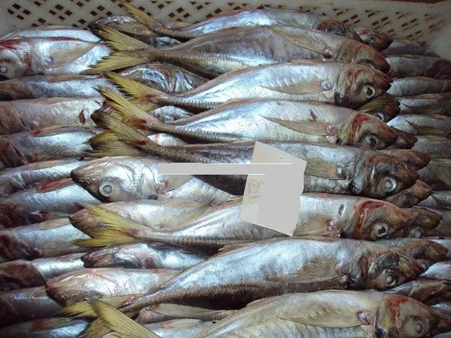Фотография продукта Свежемороженная Атлантическая рыба 