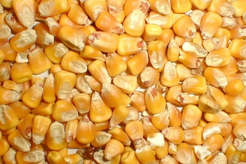 Фотография продукта кукурузу фуражную оптом