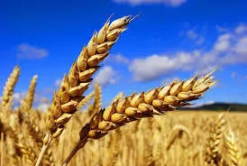 Фотография продукта Пшеница фуражная оптом от производителя