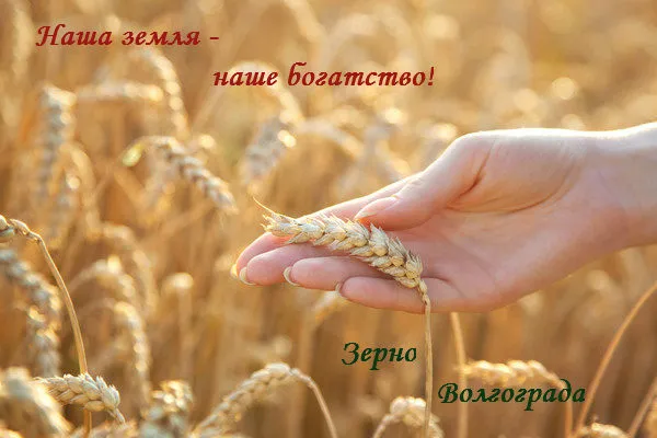 Фотография продукта Пшеница 3,4,5 класса