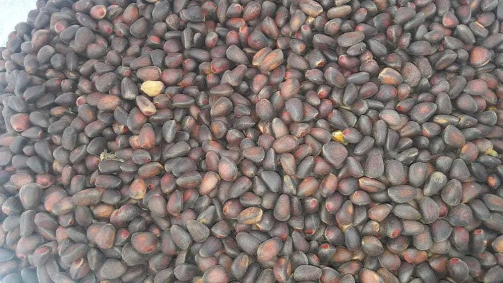Фотография продукта Ядро кедрового ореха неочищенного