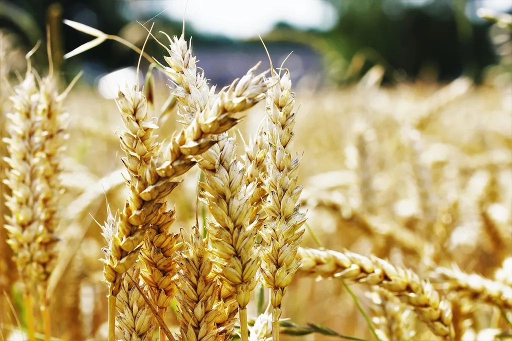 Фотография продукта  Пшеница 3-5, фураж, прод, по. заявке