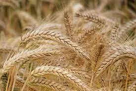 Фотография продукта Семена пшеницы полба Янтара