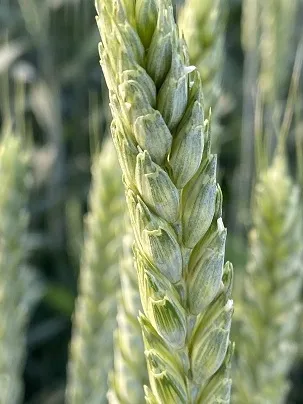 Фотография продукта Семена озимой пшеницы  ЭС/РС1/РС2