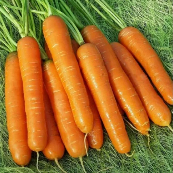 Фотография продукта Морковь Абако опт