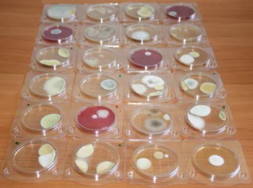 Фотография продукта Тесты для микробиолог. контр - Петритест
