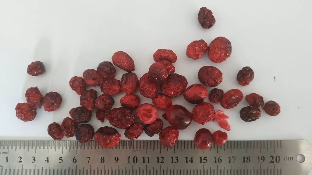 сублимированные ягоды от производителя в Киргизии 3