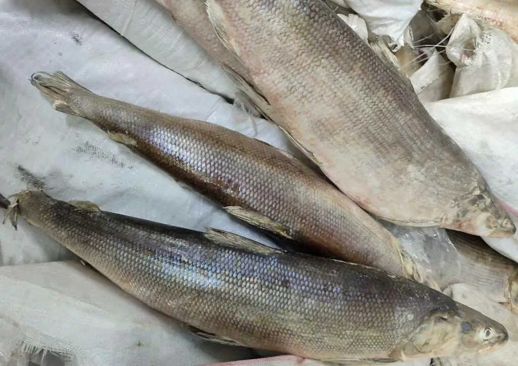 фотография продукта Якутская дикая рыба 