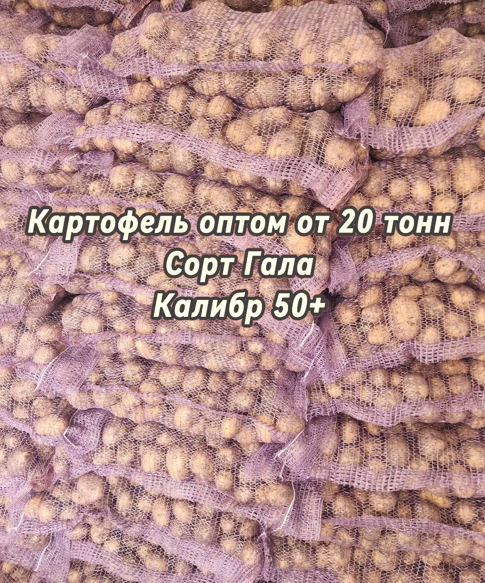 картофель оптом в Стародубе