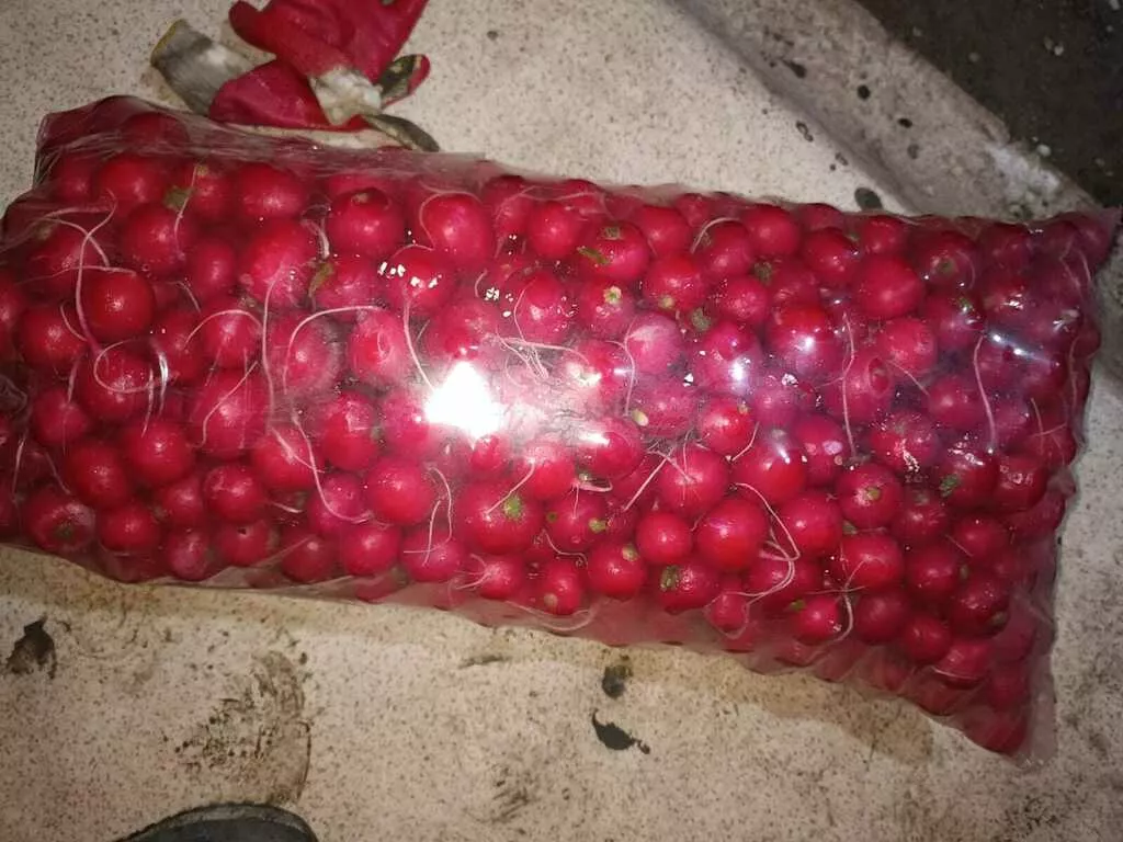 Фотография продукта Редис свежий 2025