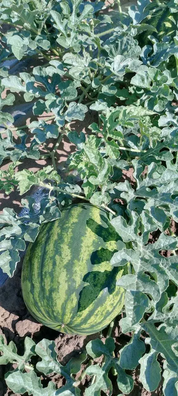 Фотография продукта Арбузы