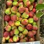 свежие яблоки оптом урожай 2025 г. в Самаре