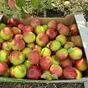 свежие яблоки оптом урожай 2025 г. в Самаре 2