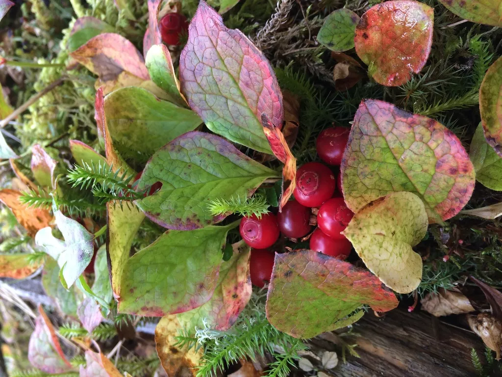 красника в Южно-Сахалинске 2