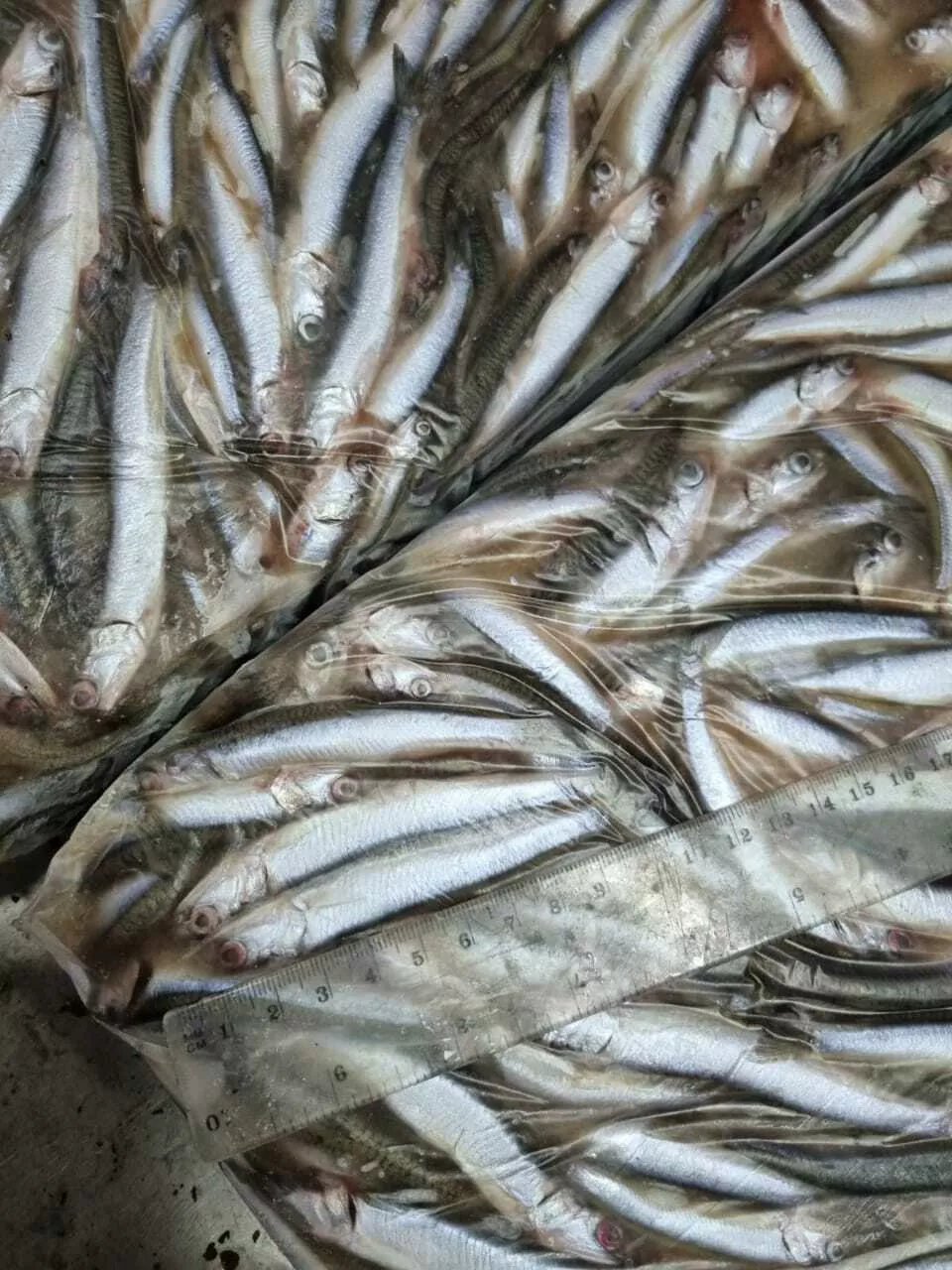 Фотография продукта Хамса замороженнвя в блоках