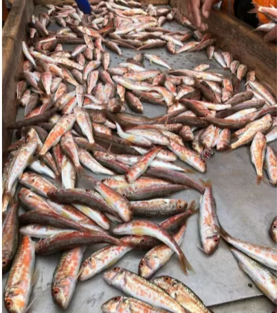 Фотография продукта Барабулька черноморская 11 см 