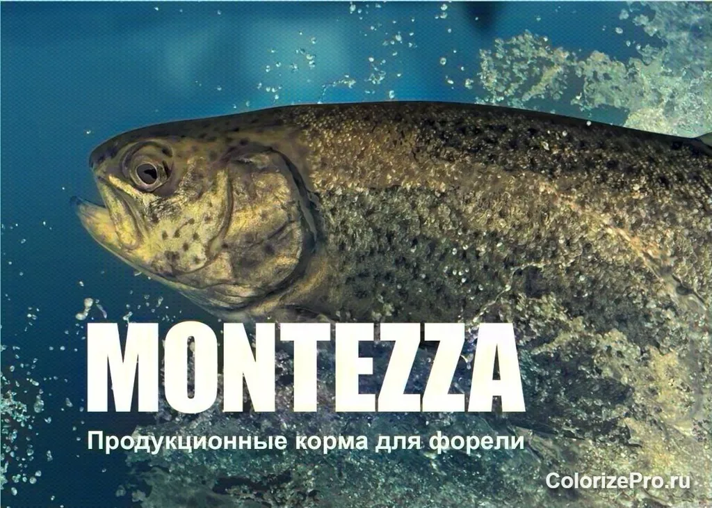 Фотография продукта Продукционные корма для форели montezza