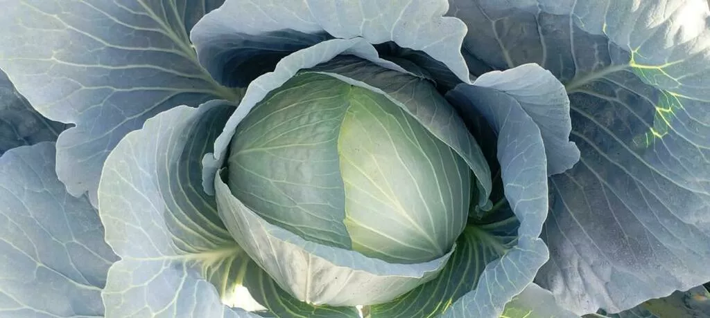 Фотография продукта Капуста,помидоры и тд подробнее по тел