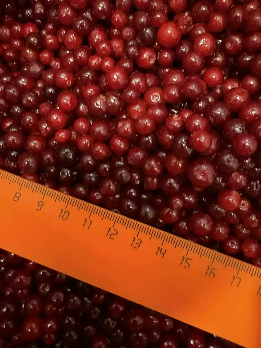 Фотография продукта Брусника замороз россия