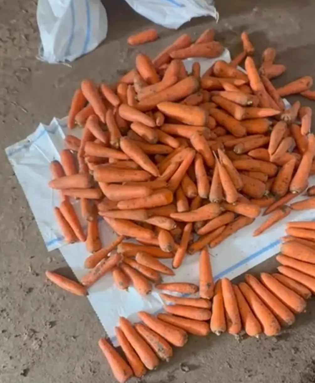 Фотография продукта Морковь 