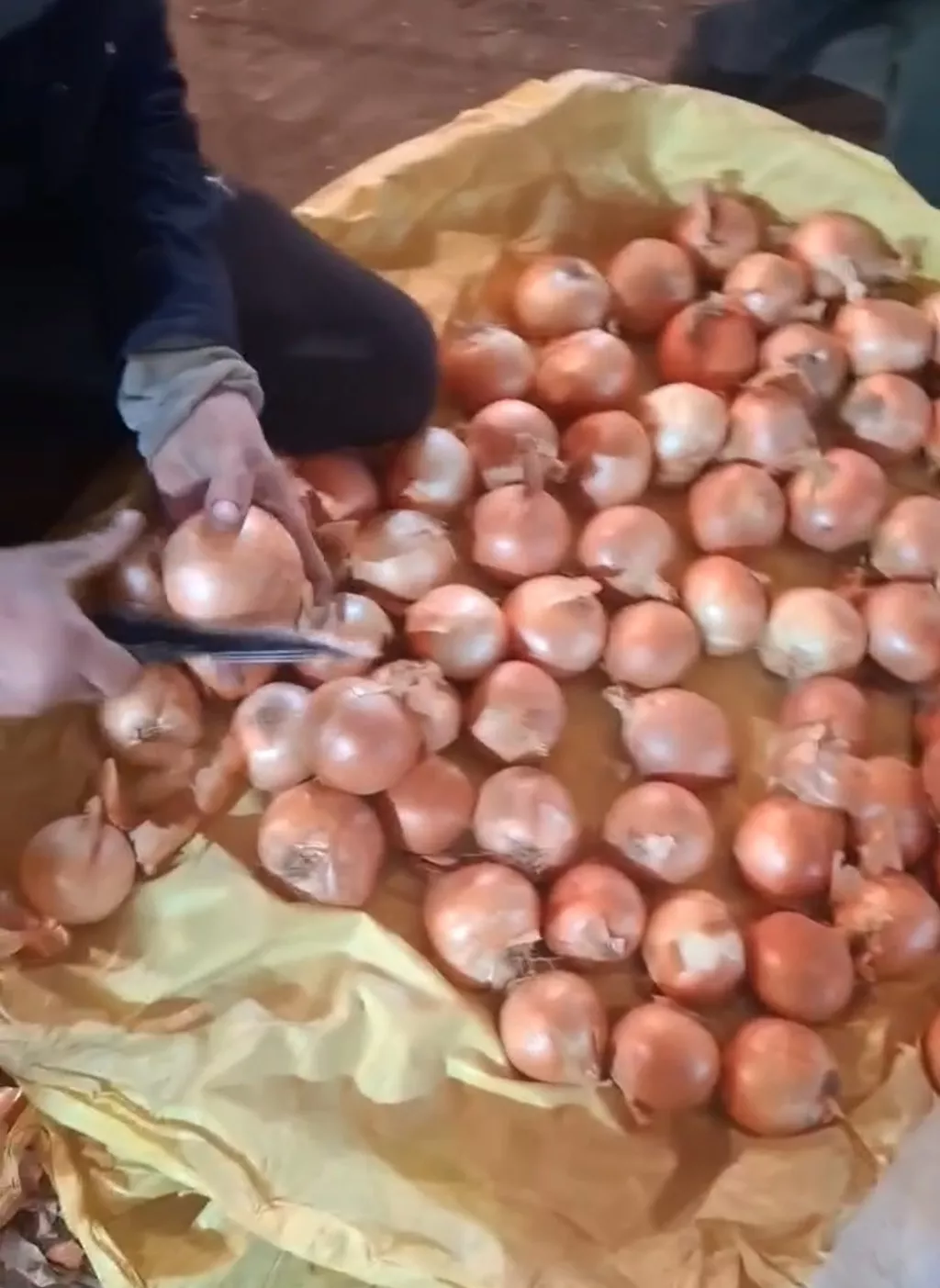 Фотография продукта Лук 