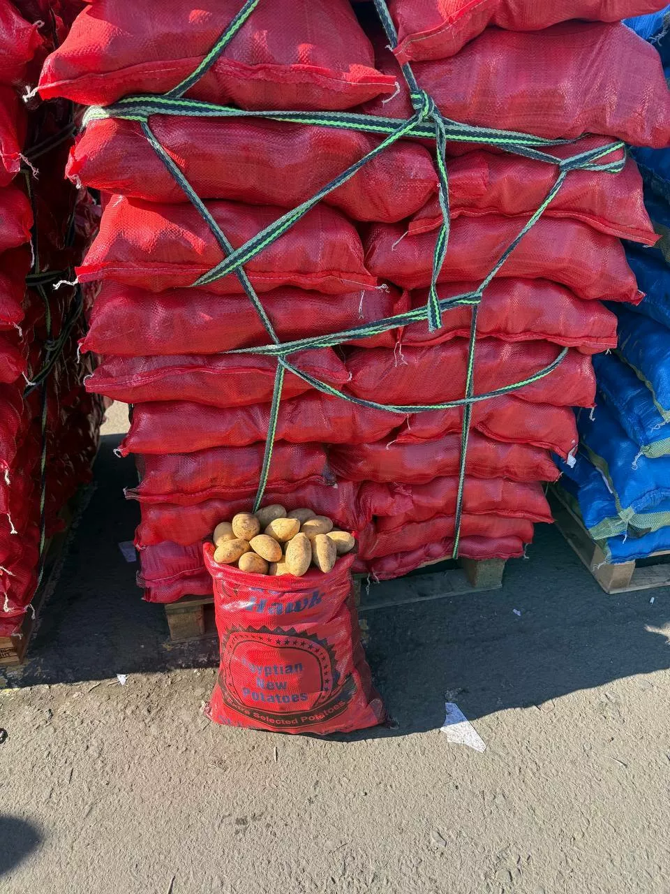 Фотография продукта Картофель египет сорт спунта оптом