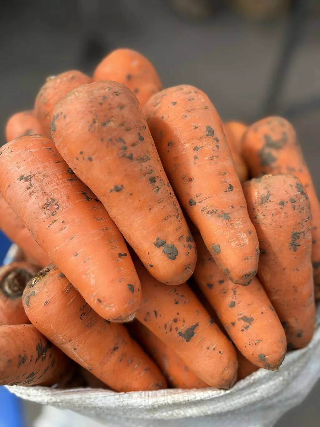 Фотография продукта Морковь столовая оптом (тт-агро)