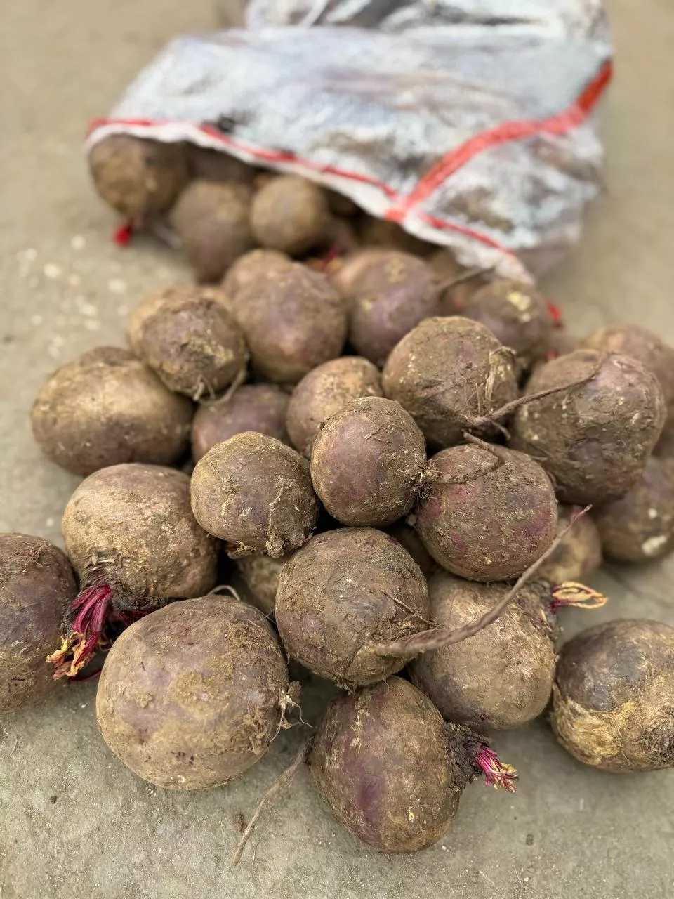 фотография продукта Свекла столовая оптом (от 10 руб/кг)