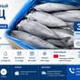 свежемороженый тунец (tuna bonito hgt)  в Санкт-Петербурге