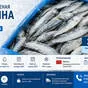 свежемороженая сардина в Санкт-Петербурге