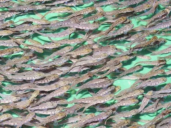 фотография продукта Продажа малька радужной форели 