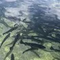 малек форели в России
