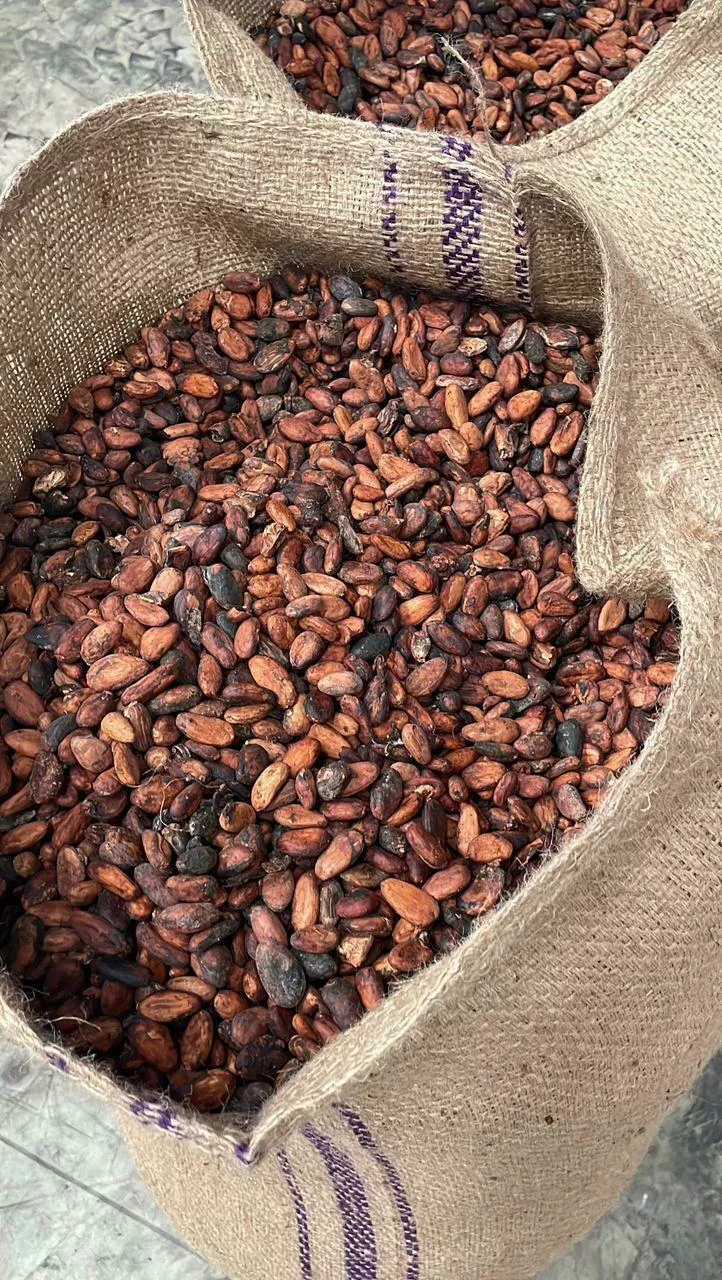 фотография продукта Какао бобы (cocoa beans)