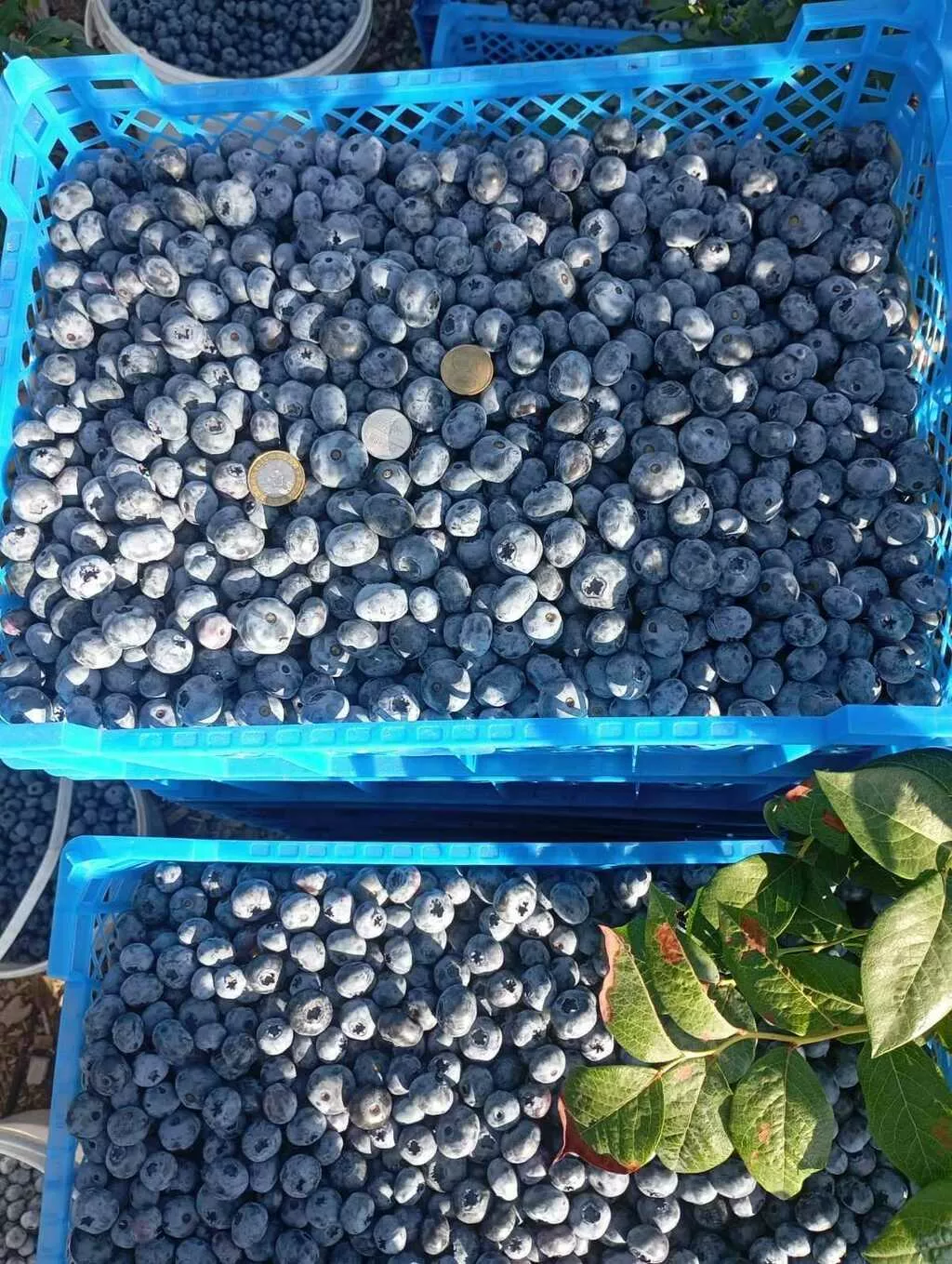 Фотография продукта Голубика отборная РБ